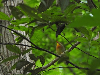 2022年5月8日(日) 長沼公園の野鳥観察記録