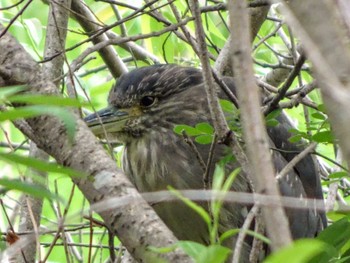 2022年5月8日(日) 泉の森公園の野鳥観察記録