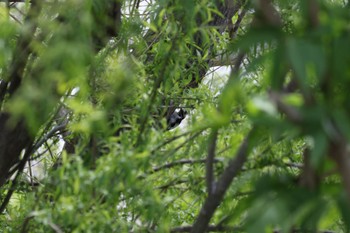 2022年5月8日(日) 札幌モエレ沼公園の野鳥観察記録