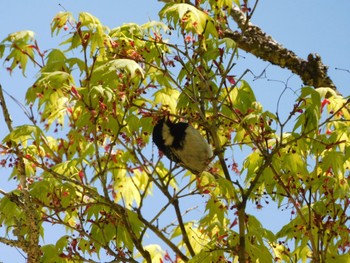 Sat, 5/7/2022 Birding report at 軽井沢