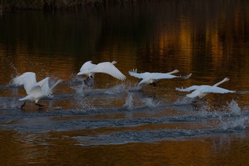 オオハクチョウ 群馬県 2017年12月6日(水)