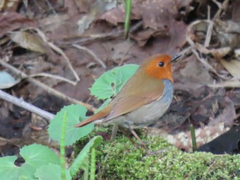 2022年5月6日(金) 西岡公園(西岡水源地)の野鳥観察記録