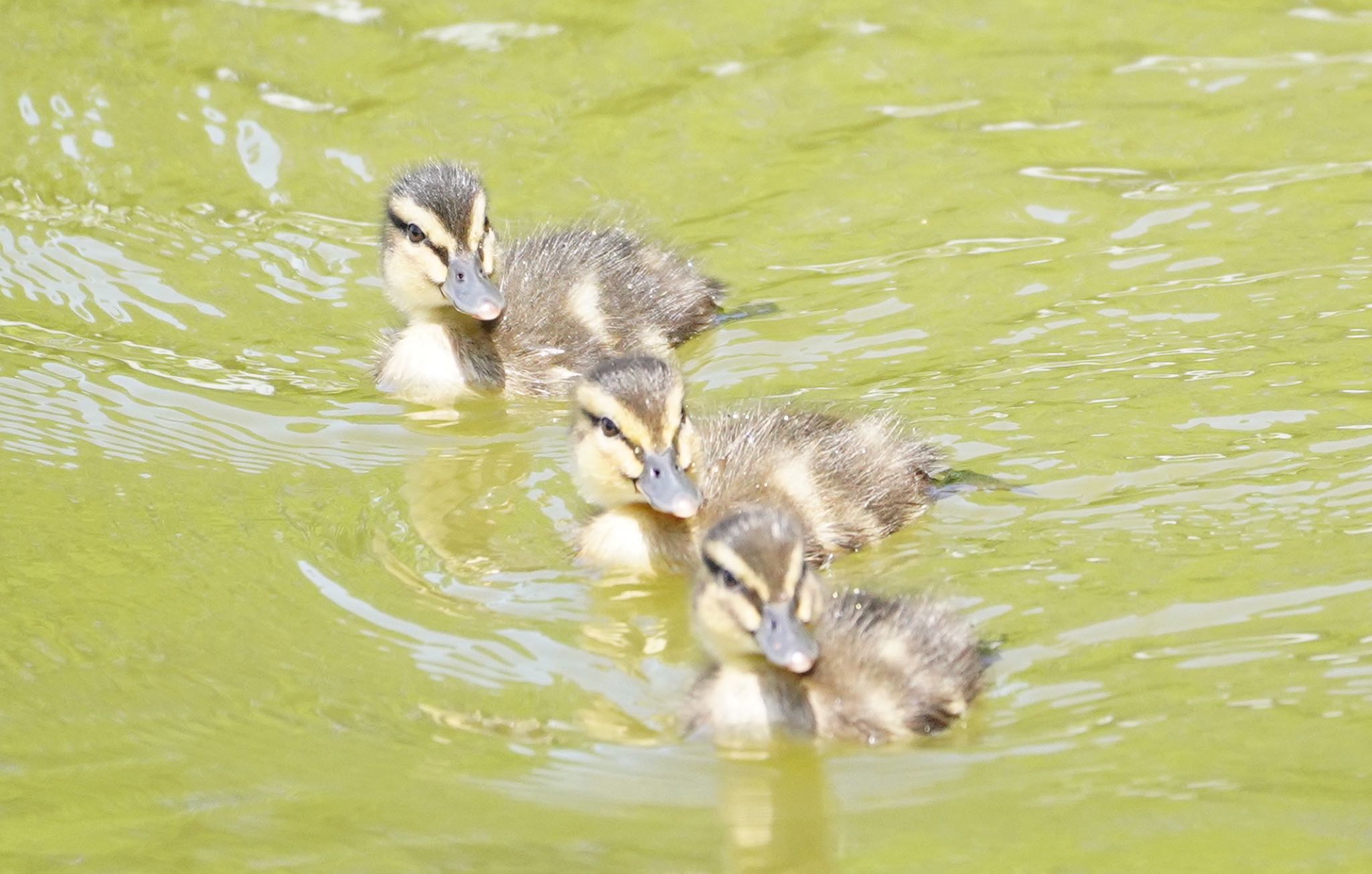 Photo of Eastern Spot-billed Duck at 城北公園 by アルキュオン