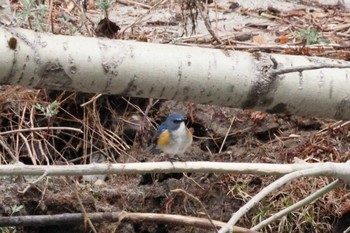 Red-flanked Bluetail 上高地 Mon, 5/2/2022