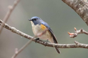 Red-flanked Bluetail 上高地 Mon, 5/2/2022