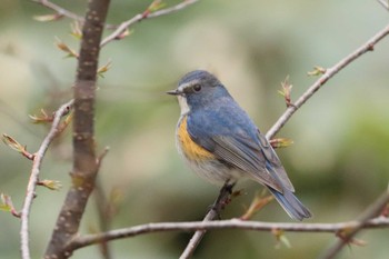 Red-flanked Bluetail 上高地 Mon, 5/2/2022