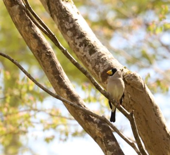 Sun, 5/8/2022 Birding report at 利根別自然公園