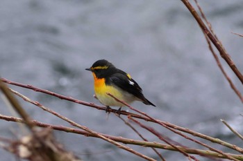 Narcissus Flycatcher 上高地 Mon, 5/2/2022