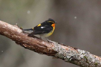 Narcissus Flycatcher 上高地 Mon, 5/2/2022