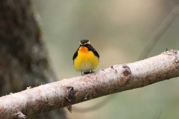 Narcissus Flycatcher 上高地 Mon, 5/2/2022