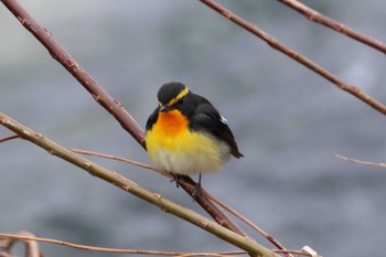 Narcissus Flycatcher 上高地 Mon, 5/2/2022