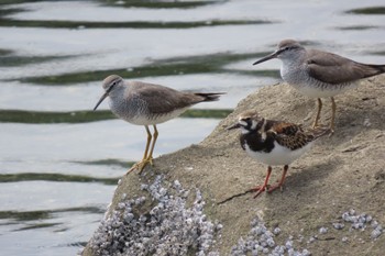 2022年5月8日(日) 東京港野鳥公園の野鳥観察記録