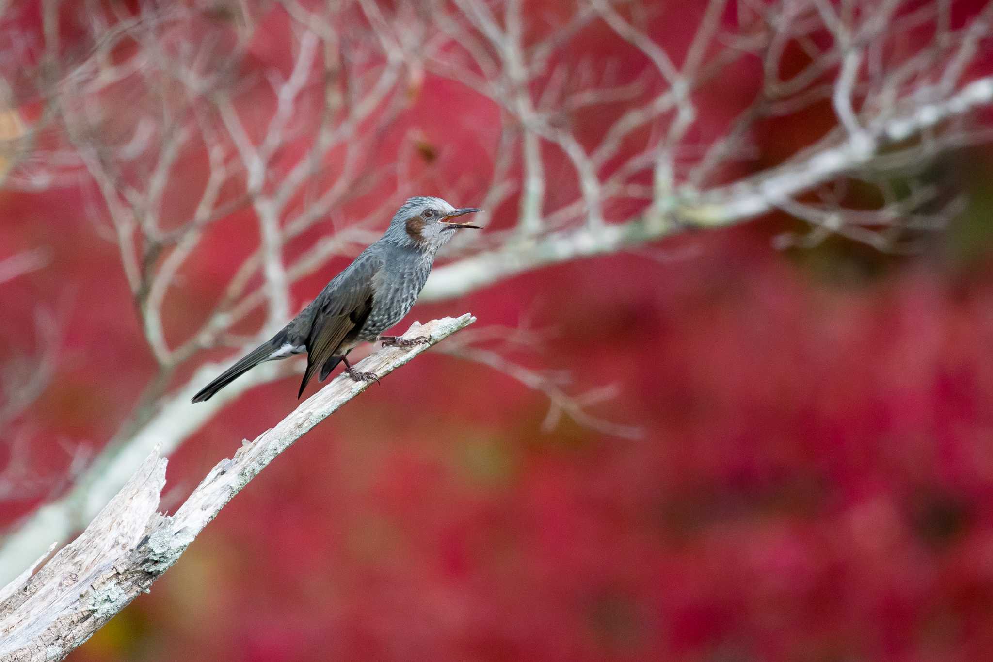 明石公園 ヒヨドリの写真 by ときのたまお