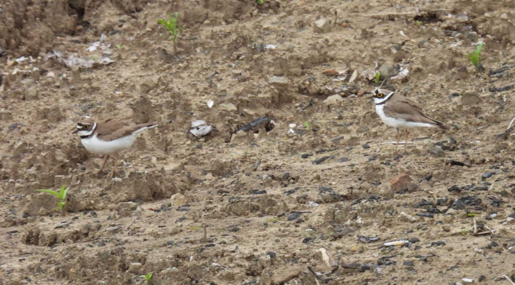 Little Ringed Plover