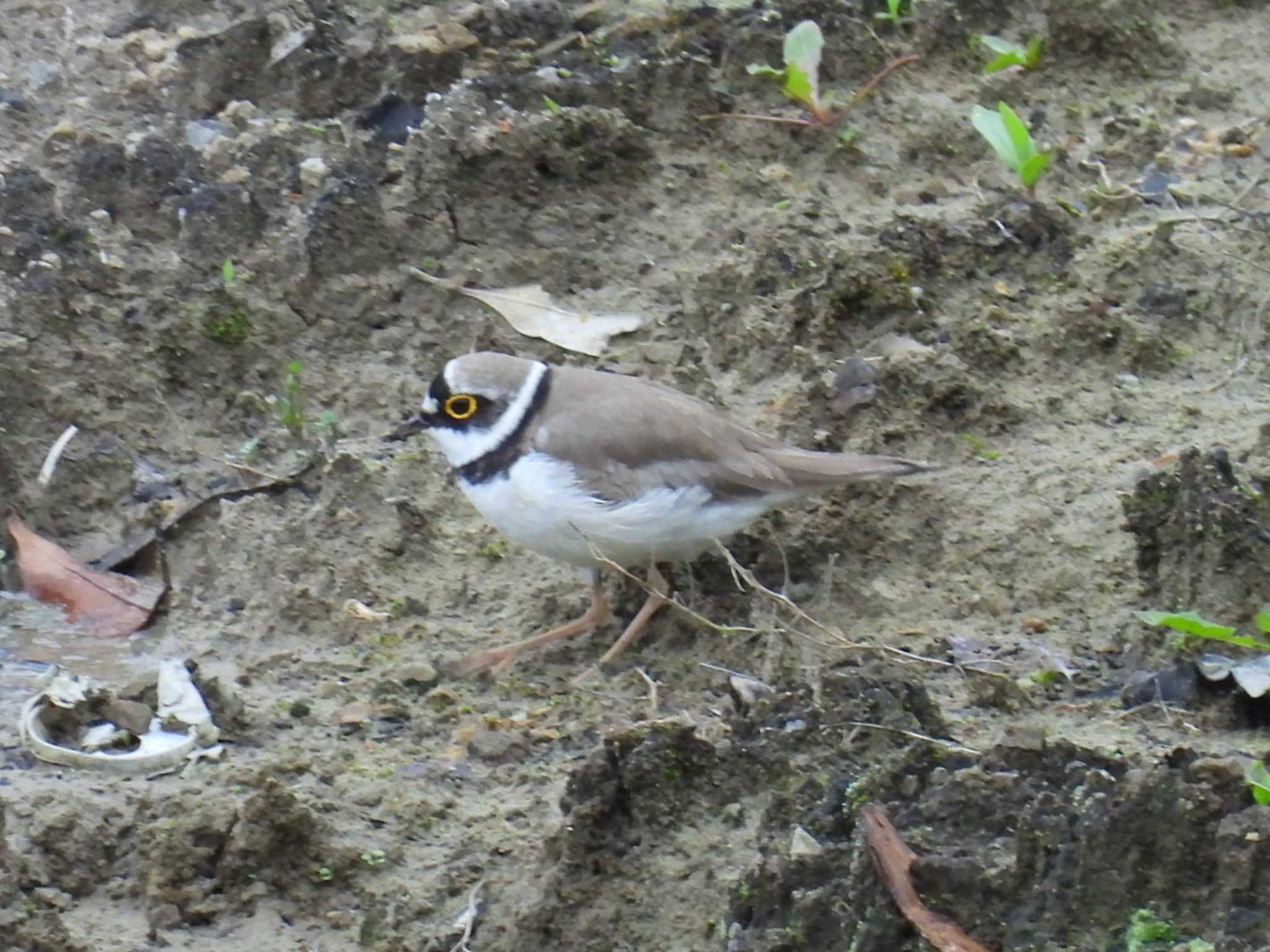 Little Ringed Plover