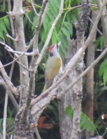 Japanese Green Woodpecker 横須賀 Sun, 5/8/2022