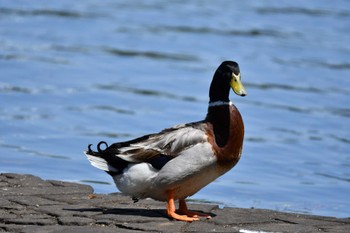 Mallard 中池公園(関市) Sun, 5/8/2022