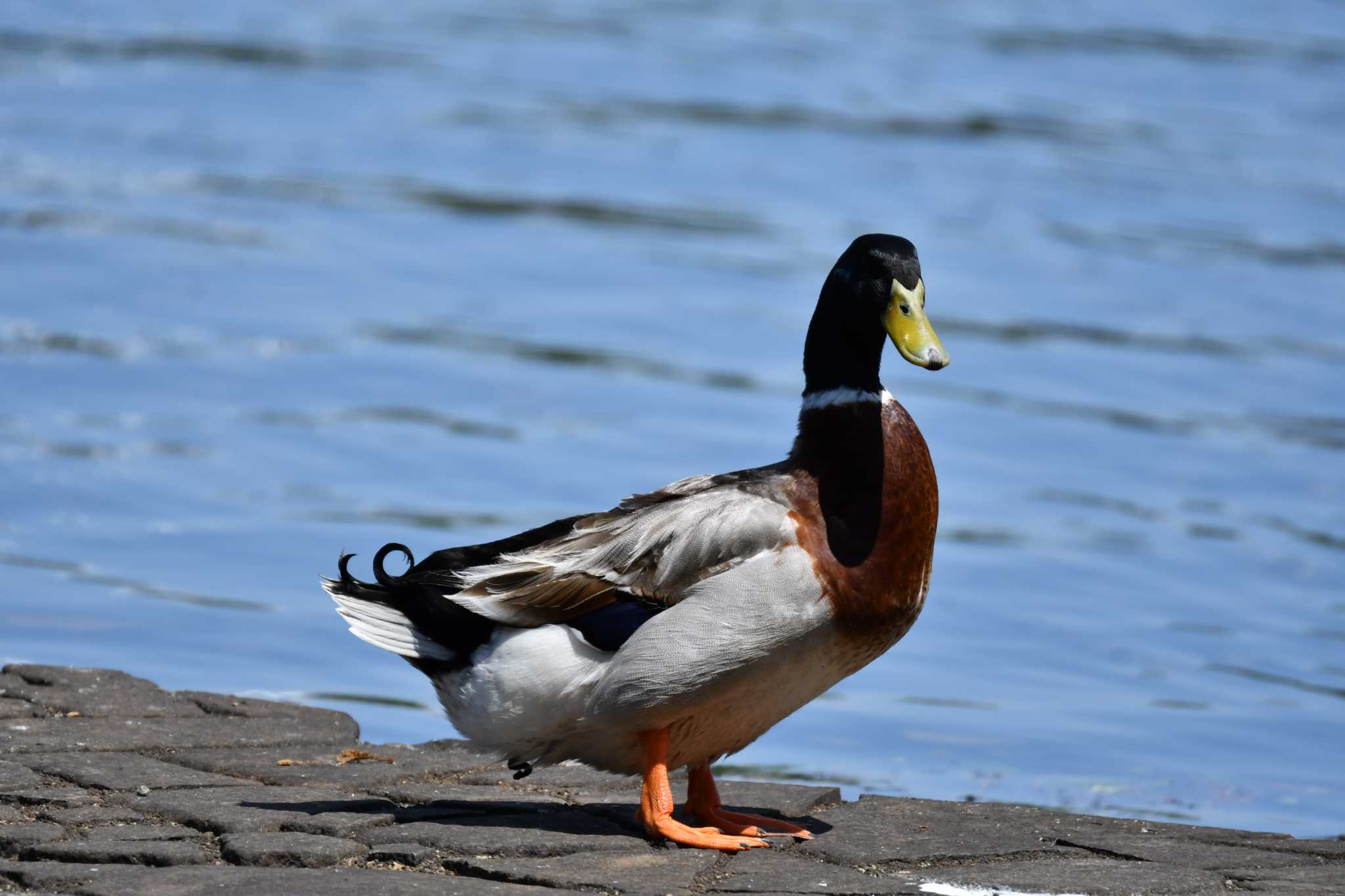 Photo of Mallard at 中池公園(関市) by みそ＠VM4A