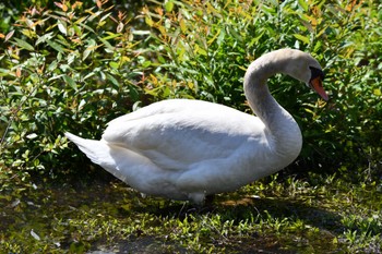 Mute Swan 中池公園(関市) Sun, 5/8/2022