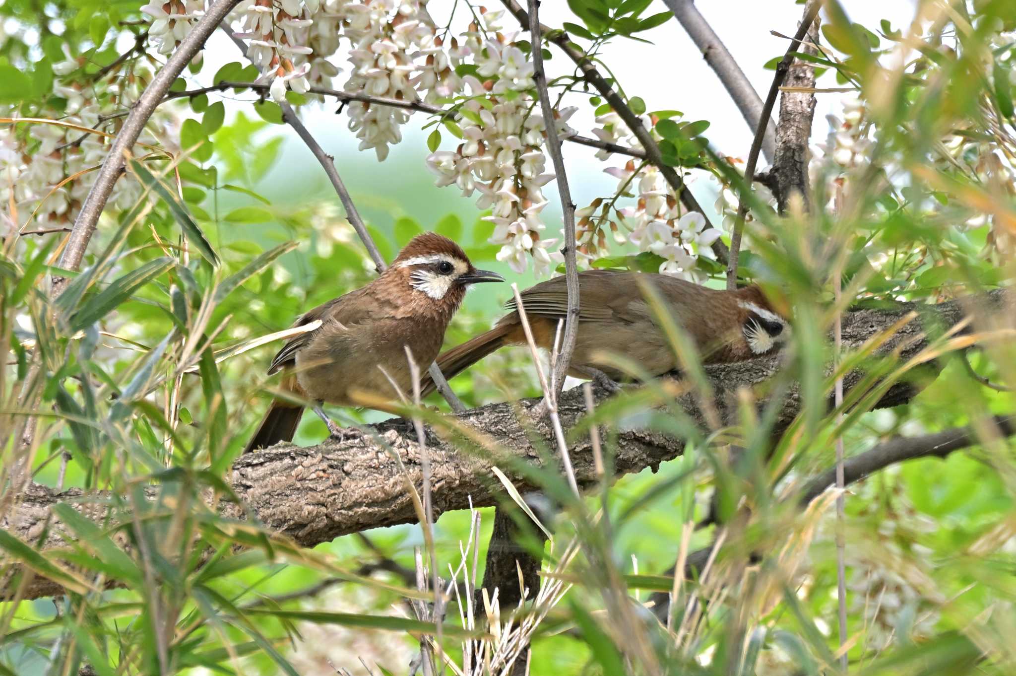 群馬県高崎市 カオジロガビチョウの写真 by Tosh@Bird