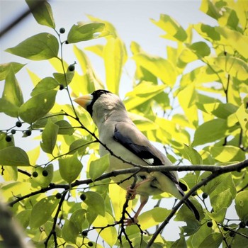 Japanese Grosbeak 姫路市自然観察の森 Sun, 5/8/2022