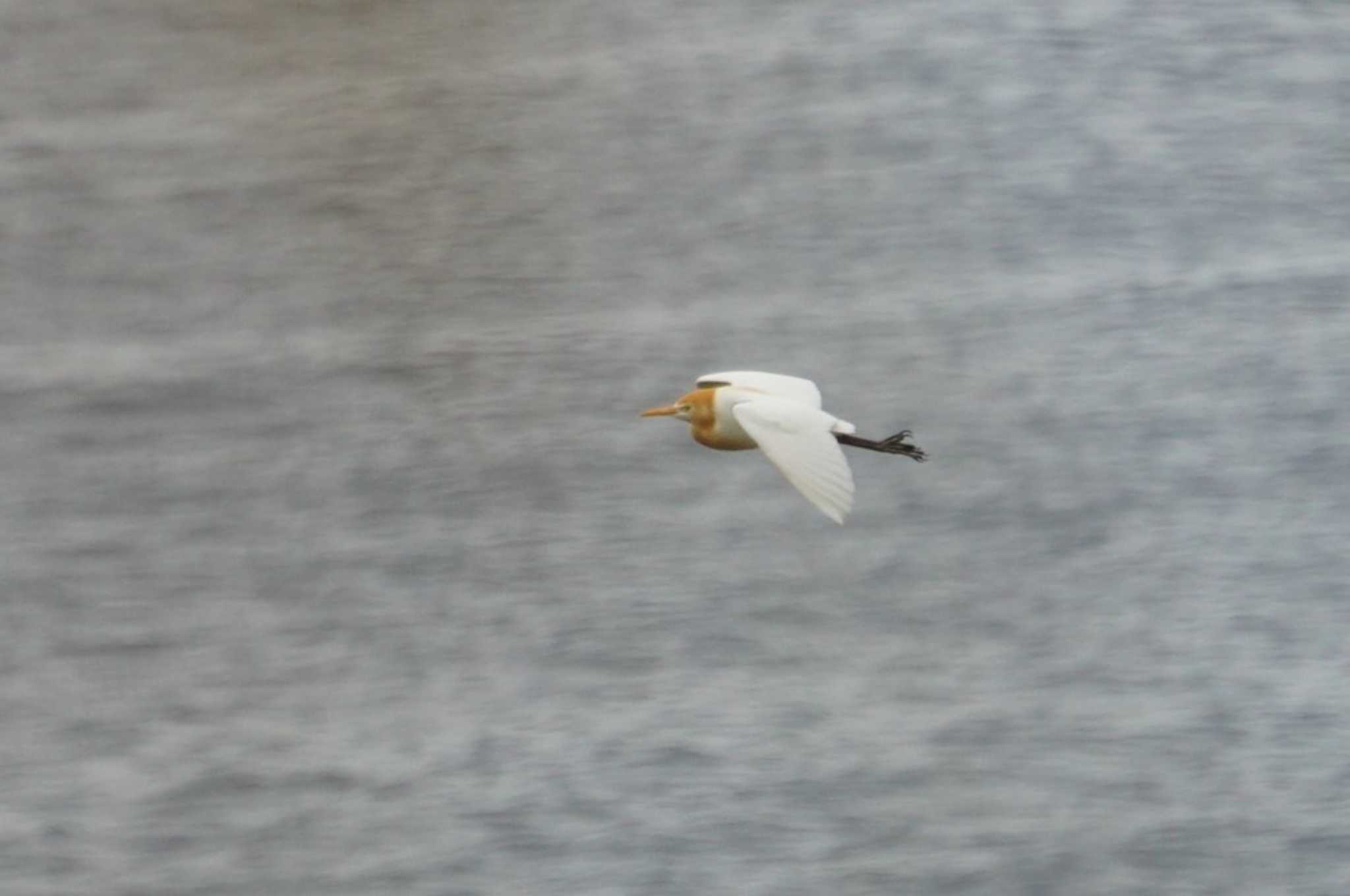 Eastern Cattle Egret