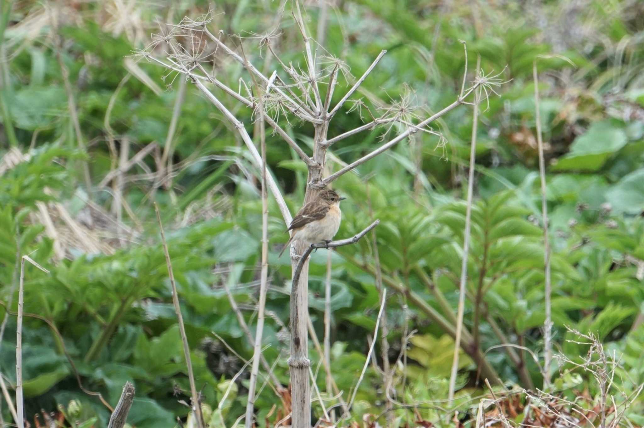 Amur Stonechat