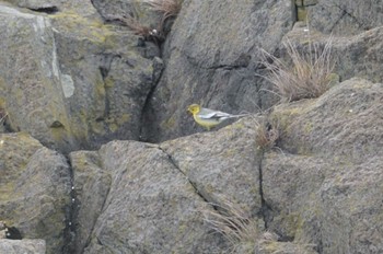 Citrine Wagtail Hegura Island Sun, 5/1/2022