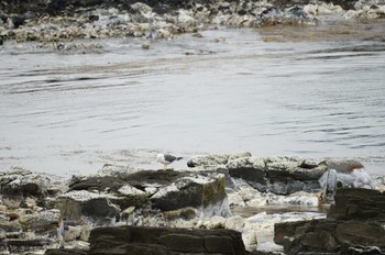 ウミネコ 舳倉島 2022年5月1日(日)