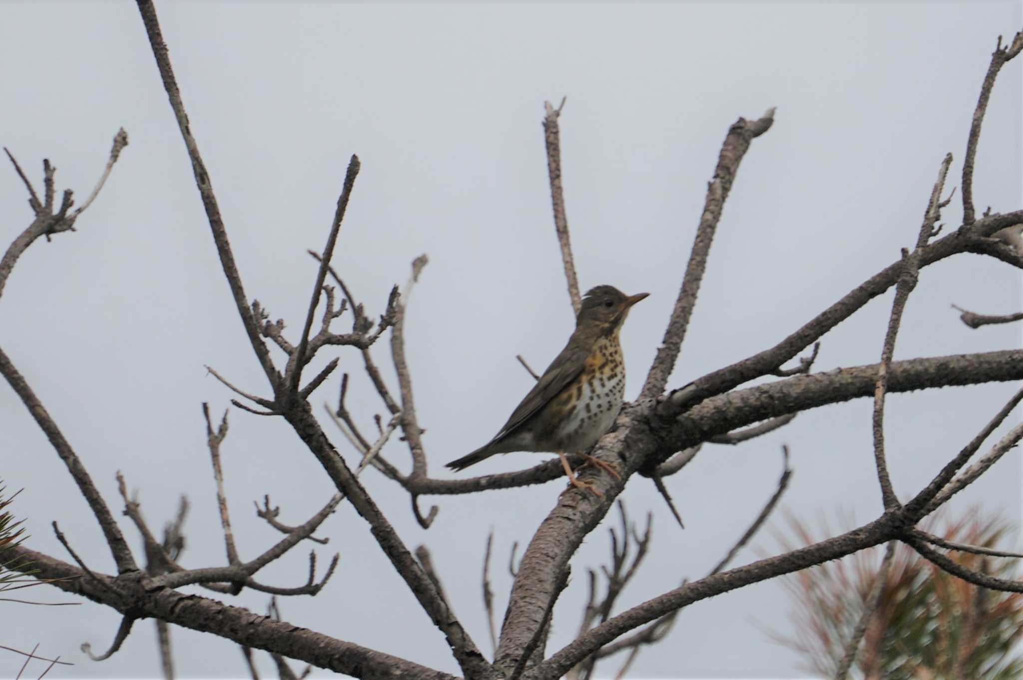 Photo of Japanese Thrush at Hegura Island by マル