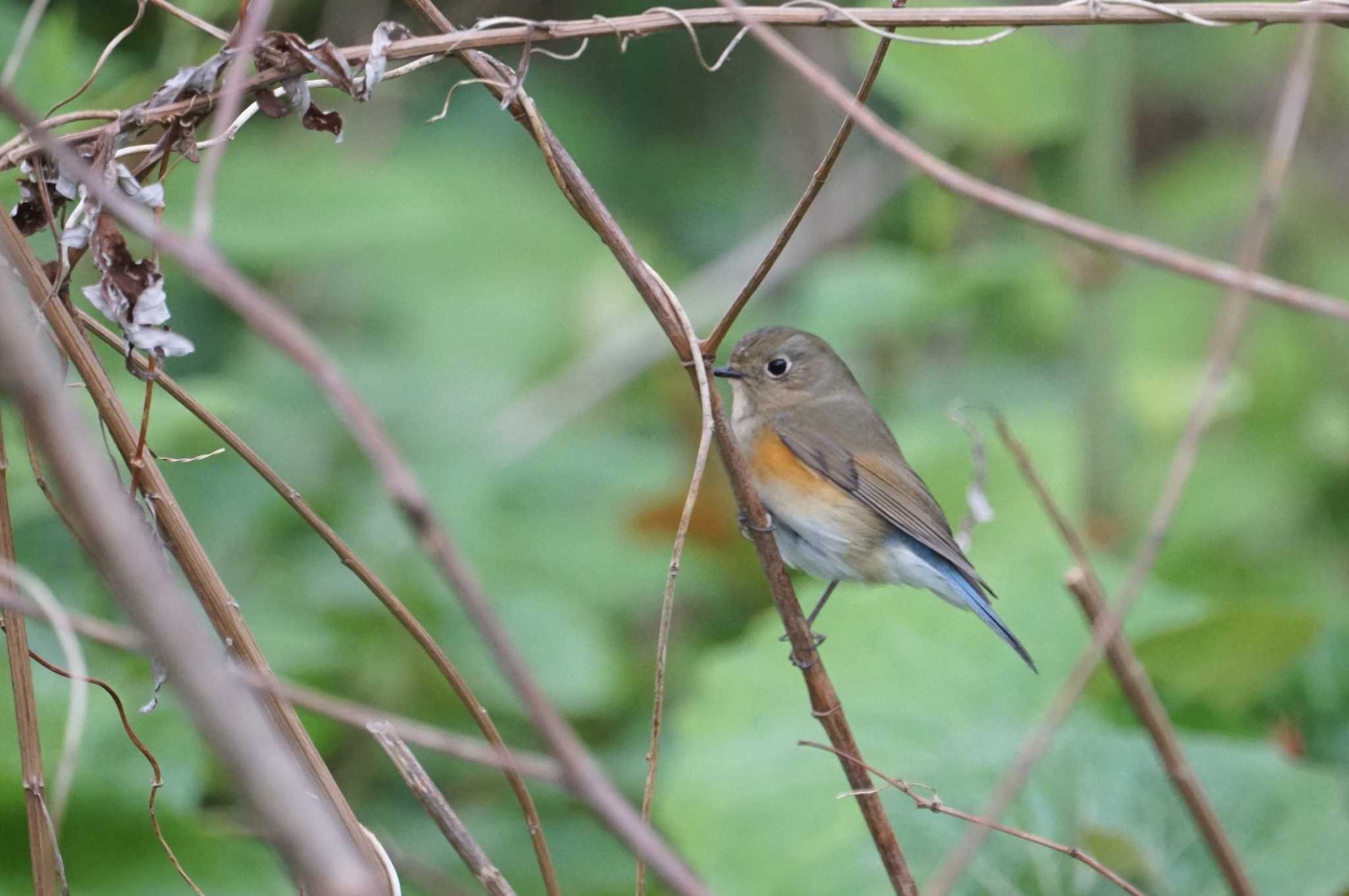 Photo of Red-flanked Bluetail at Hegura Island by マル