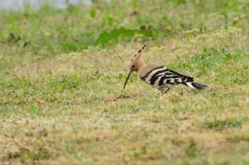 Eurasian Hoopoe Hegura Island Sun, 5/1/2022