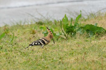 Eurasian Hoopoe Hegura Island Sun, 5/1/2022