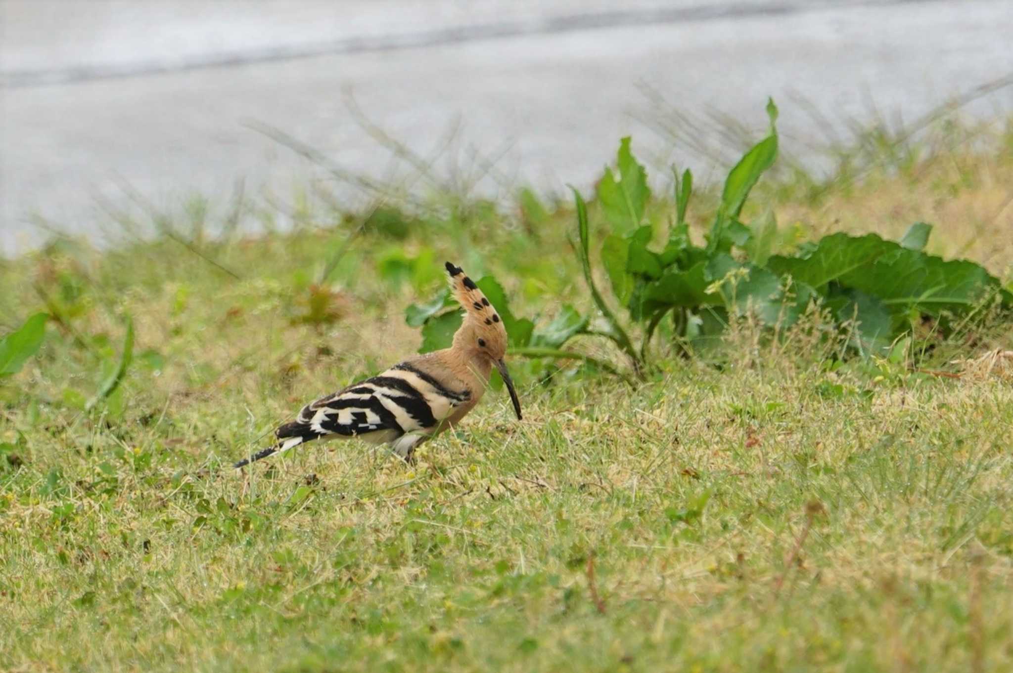 Eurasian Hoopoe