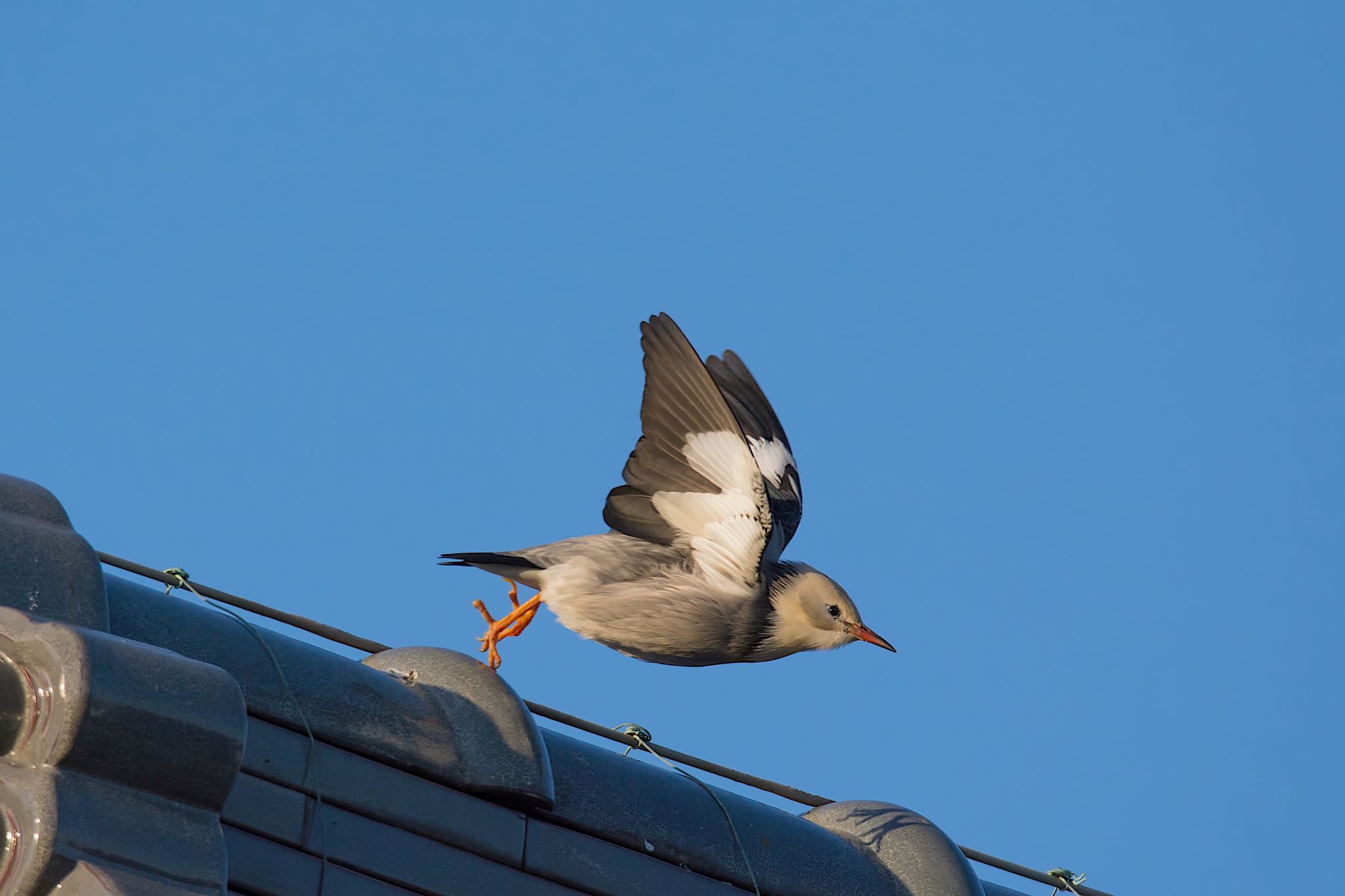 年末恒例！今年出逢えて嬉しかった野鳥　Best ７ by たくぱま