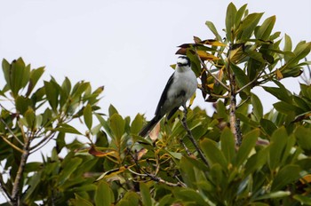 Ashy Minivet Hegura Island Mon, 5/2/2022