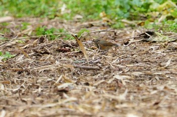 Red-flanked Bluetail Hegura Island Mon, 5/2/2022