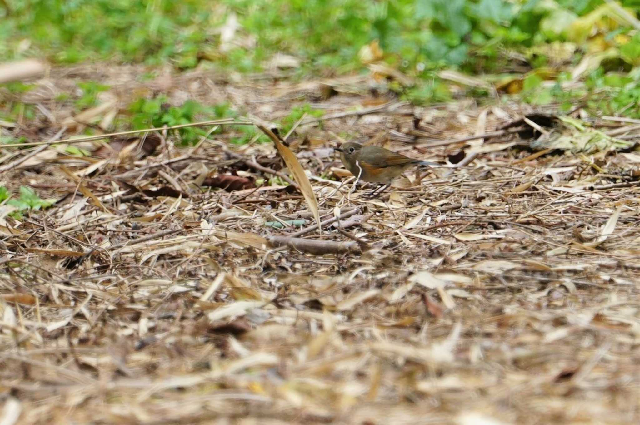 Red-flanked Bluetail