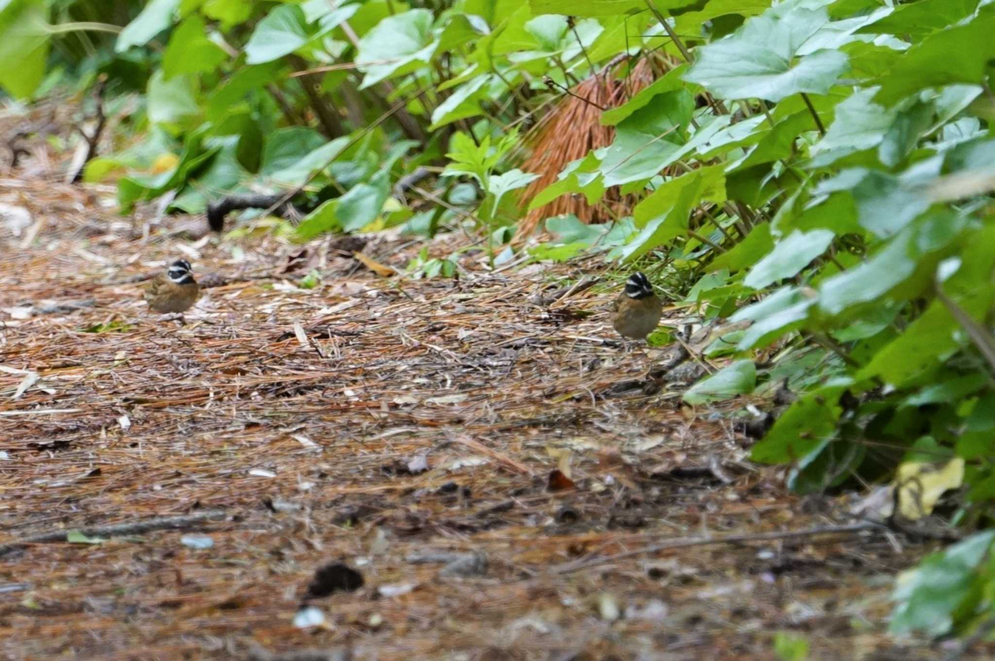 Photo of Tristram's Bunting at Hegura Island by マル