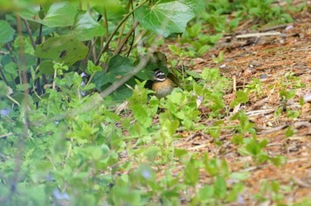 Tristram's Bunting Hegura Island Mon, 5/2/2022