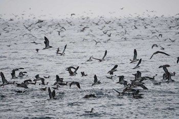 オオミズナギドリ 舳倉島航路 2022年5月2日(月)