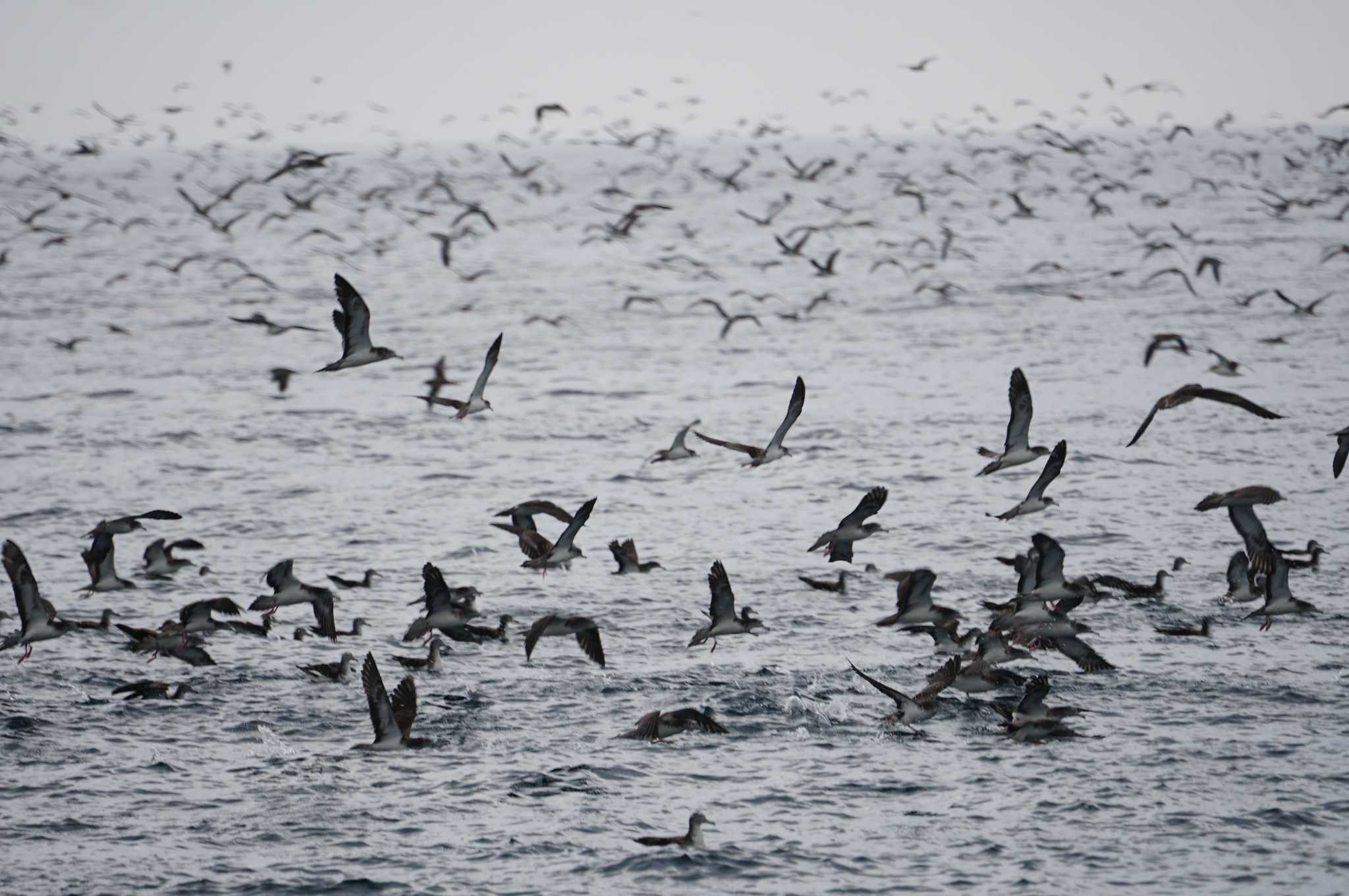 Photo of Streaked Shearwater at 舳倉島航路 by マル