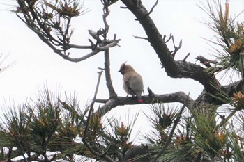 2022年5月2日(月) 舳倉島の野鳥観察記録