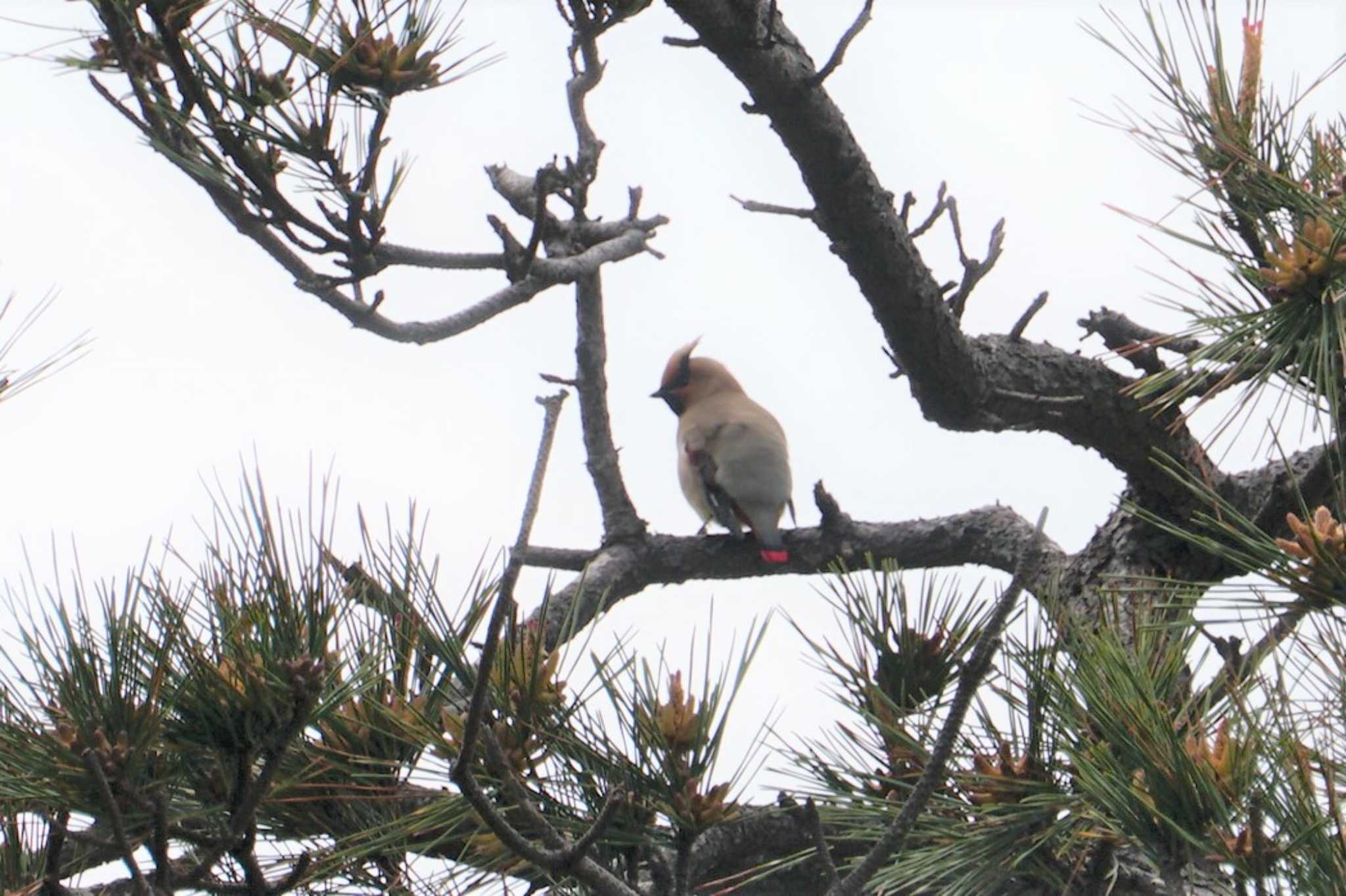 Japanese Waxwing