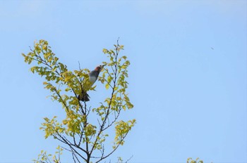 Asian Brown Flycatcher 河北潟 Tue, 5/3/2022