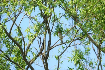 Oriental Reed Warbler 河北潟 Tue, 5/3/2022