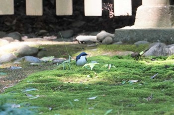 Siberian Blue Robin 若宮神社 Tue, 5/3/2022