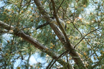 Azure-winged Magpie 若宮神社 Tue, 5/3/2022