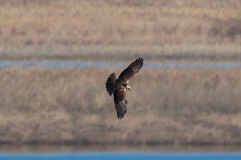 チュウヒ 渡良瀬遊水地 2017年12月6日(水)