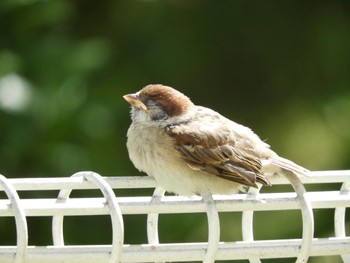 2022年5月8日(日) 木津川市の野鳥観察記録